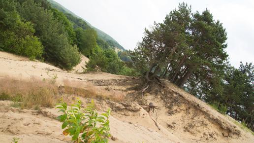 Pustynia Siedlecka na Jurze