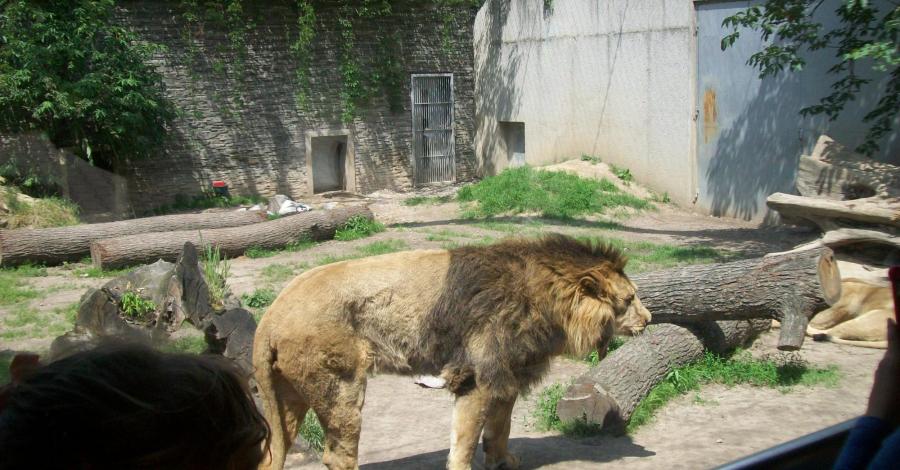 krakowski ogród zoologiczny - zdjęcie