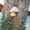 , mokunka