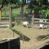 , marian