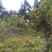 , mokunka