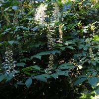 , mokunka