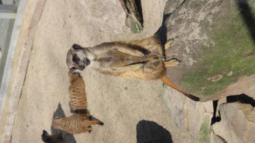 , linek