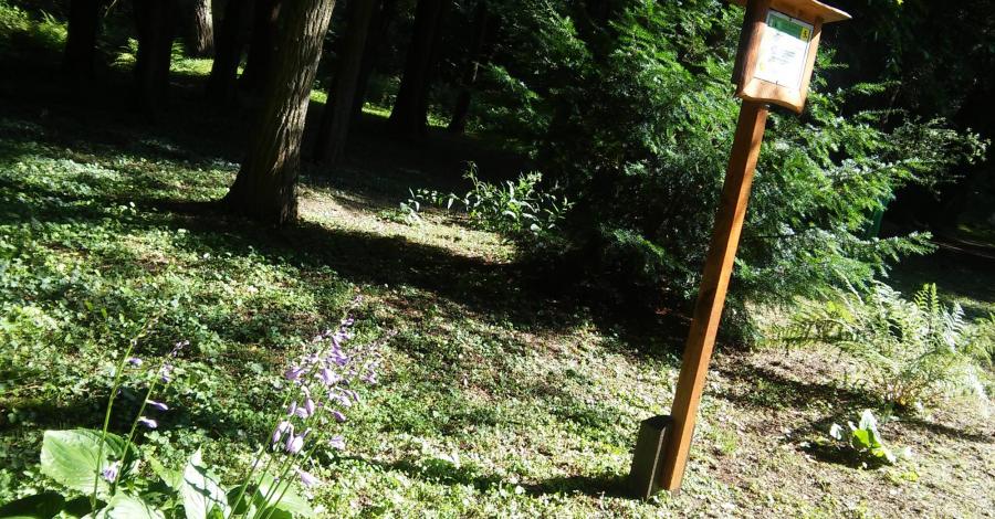 Ogród Dendrologiczny w Zespole Przyrodniczo-Krajobrazowy w Lipnie - zdjęcie