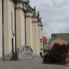 wyrwany korzeń drzewa