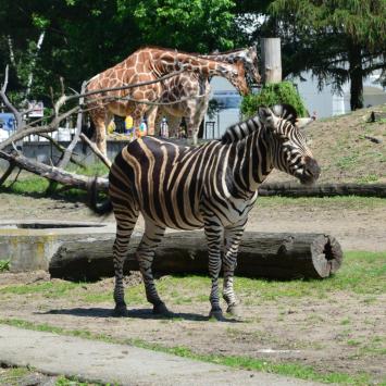 w zoo, Maciej A