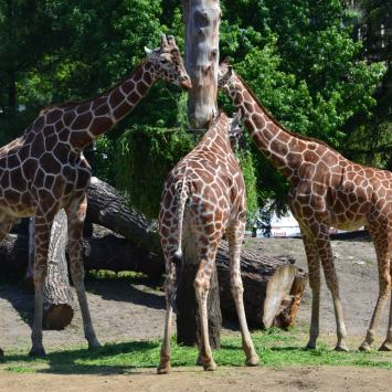 w zoo, Maciej A