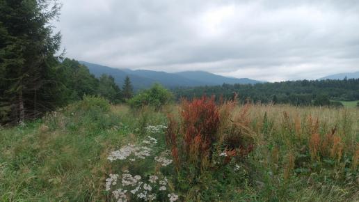 , Piotr Galas