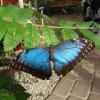 Mój faworyt, czyli morpho blue, allie