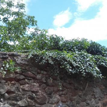 , mokunka