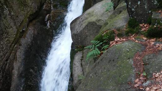 , mokunka
