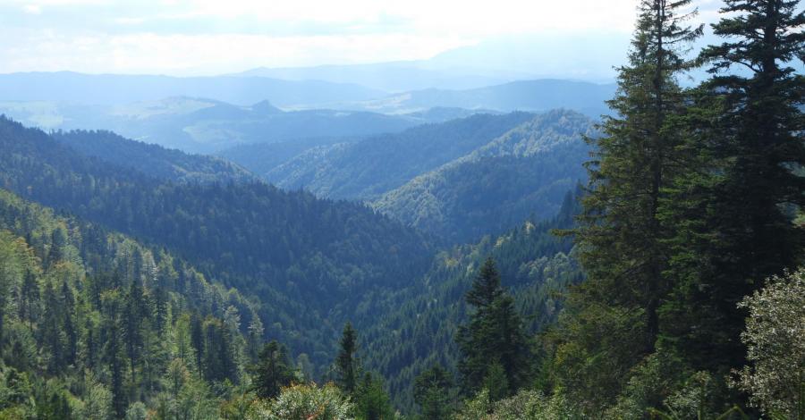 Beskid Sądecki; Rytro - Niemcowa - Radziejowa - Bacówka pod Bereśnikiem - zdjęcie