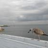 , mokunka