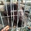 Zoo w Łącznej, Marcin M