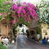Plaka, Jan Nowak