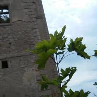 , mokunka