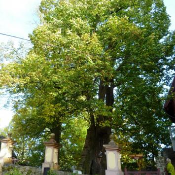 lipa sądowa, wiek ok 500 lat, Marcin M