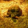 ZOO Gdańsk, żółw, Joanna