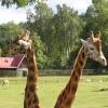 ZOO Gdańsk, co dwie głowy to nie jedna, Joanna