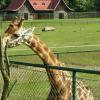 ZOO Gdańsk, żyrafa, Joanna
