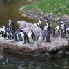 ZOO Gdańsk, pingwiny, Joanna