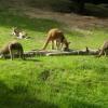 ZOO Gdańsk, kangury, Joanna