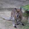 ZOO Gdańsk, walabia benetta, Joanna