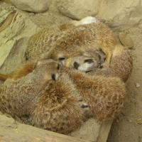 ZOO Gdańsk, śpiące surykatki, Joanna