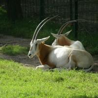 ZOO Gdańsk, antylopy, Joanna