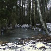 leśne mokradełko, toja1358