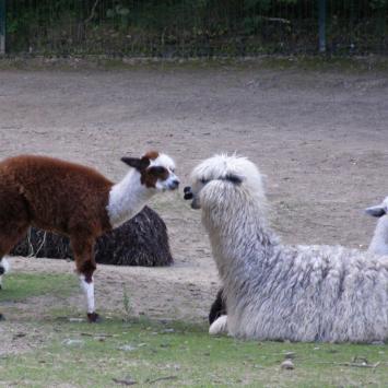 ZOO Gdańsk, alpaki, Joanna