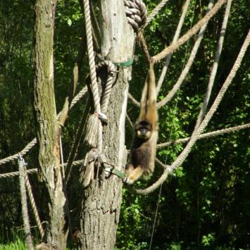 ZOO Gdańsk, gibon, Joanna