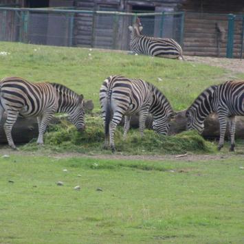 ZOO Gdańsk, zebry, Joanna
