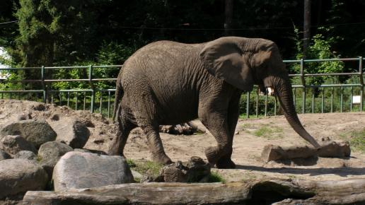 ZOO Gdańsk, słoń, Joanna