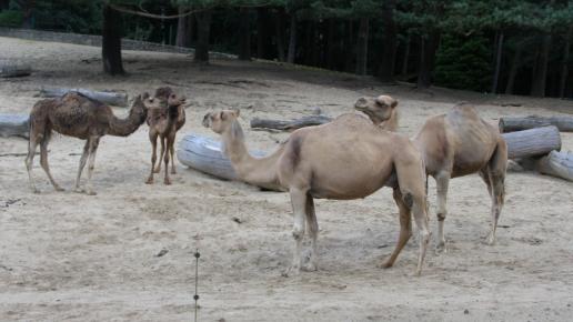 ZOO Gdańsk, wielbłądy, Joanna