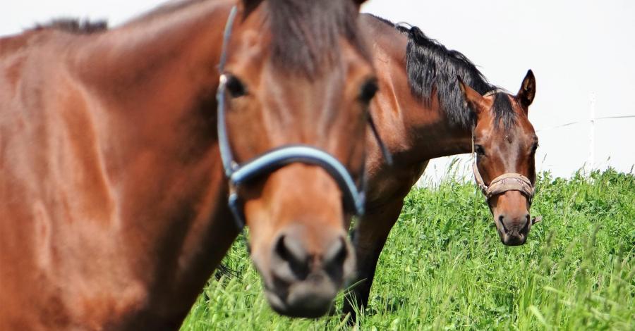 Dwie wycieczki rowerowe w okolice Chełmży – Papowo Biskupie oraz Nowa Chełmża, Witkowo i Pluskowęsy. - zdjęcie