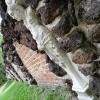 Arkadia, Marcin_Henioo