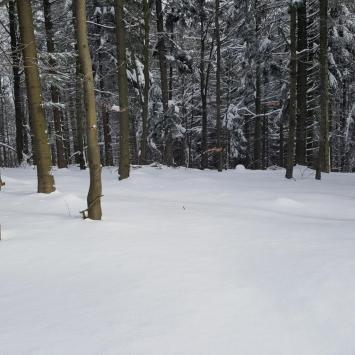 W Sokołowskim Lesie, EmiZtg