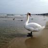 , Anja