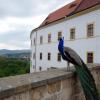 Zamek Decin, Anja