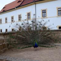 Zamek Decin, Anja