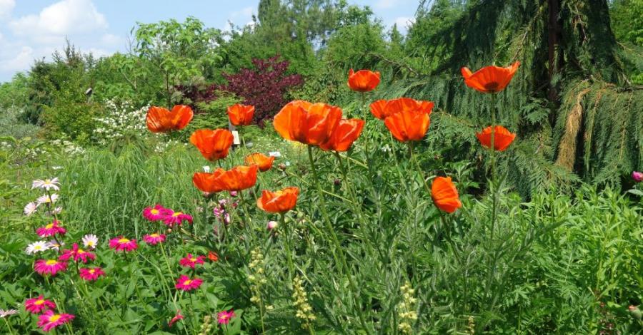 Gołubieński Ogród Botaniczny - zdjęcie