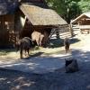 , Anja