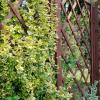 Śląski Ogród Botaniczny w Mikołowie - Ogród Żółty