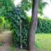 Śląski Ogród Botaniczny w Mikołowie - Ogród Żółty