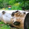 Śląski Ogród Botaniczny w Mikołowie - Ogród Żółty