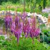 Śląski Ogród Botaniczny w Mikołowie - Ogród Czerwony