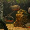 Egzotarium w Sosnowcu
