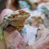 Egzotarium w Sosnowcu