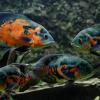 Egzotarium w Sosnowcu